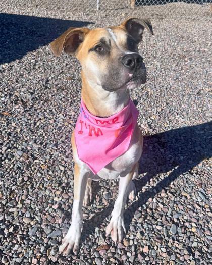 Cooper, ADOPTABLE, Young Male Mixed Breed.
