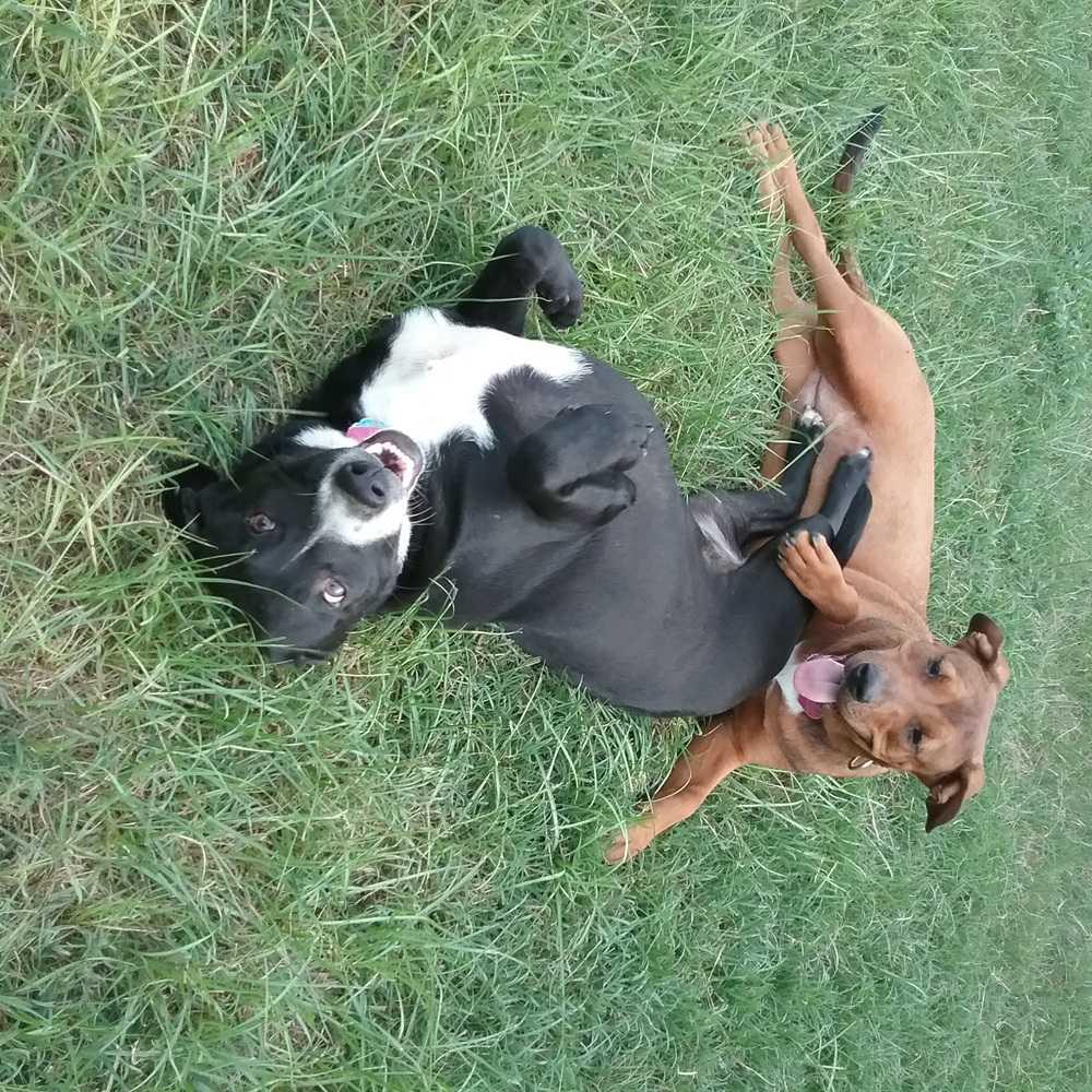 Enlarge Annie, a Adoptable mixed breed in Orangeburg, SC image 1/4