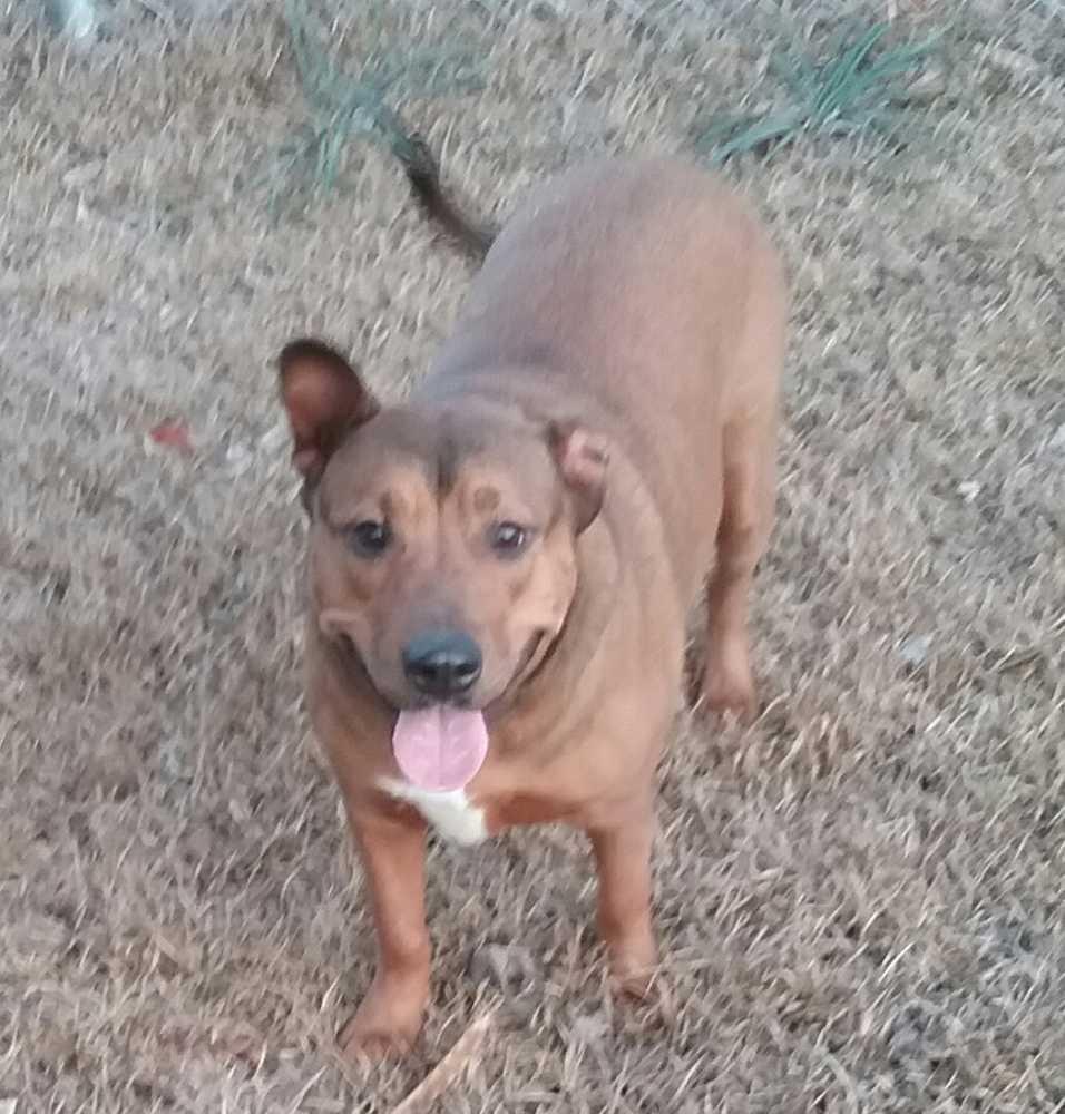 Enlarge Annie, a Adoptable mixed breed in Orangeburg, SC image 2/4