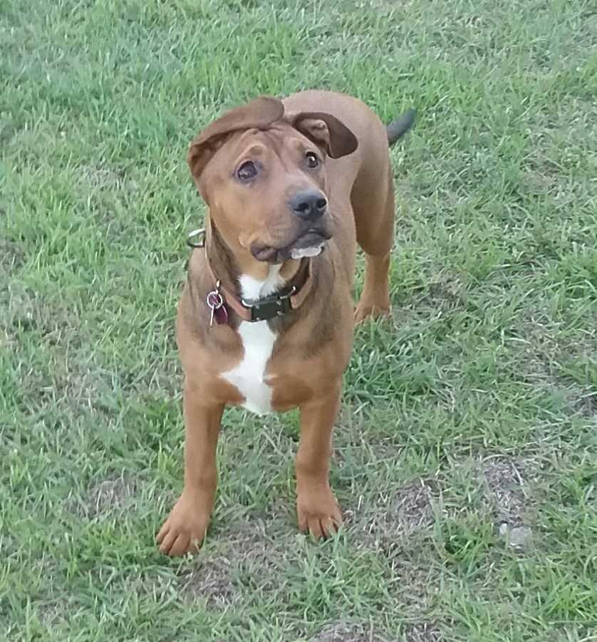 Enlarge Annie, a Adoptable mixed breed in Orangeburg, SC image 3/4