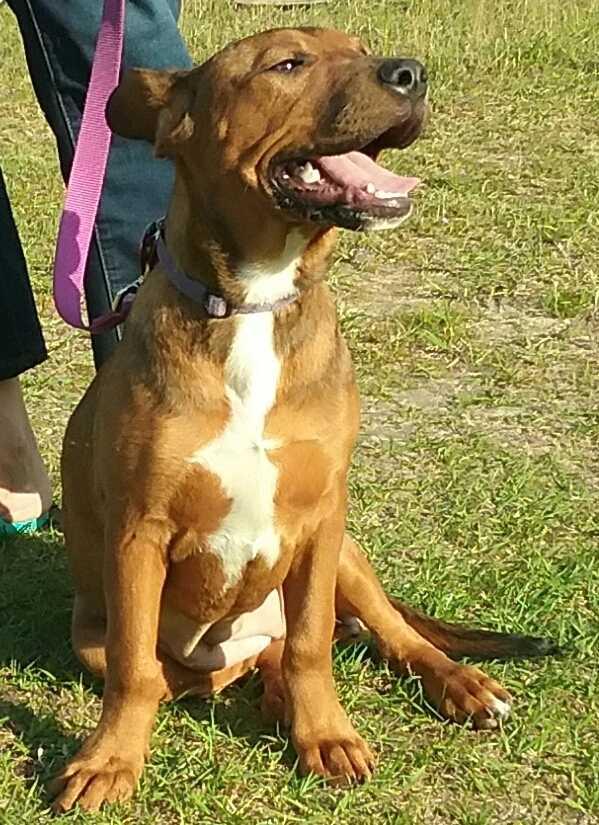 Annie, Adoptable, Adult Female Pit Bull Terrier & Hound.