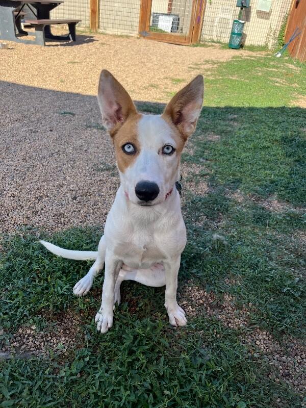 Mipha, Adoptable, Adult Female Mixed Breed.
