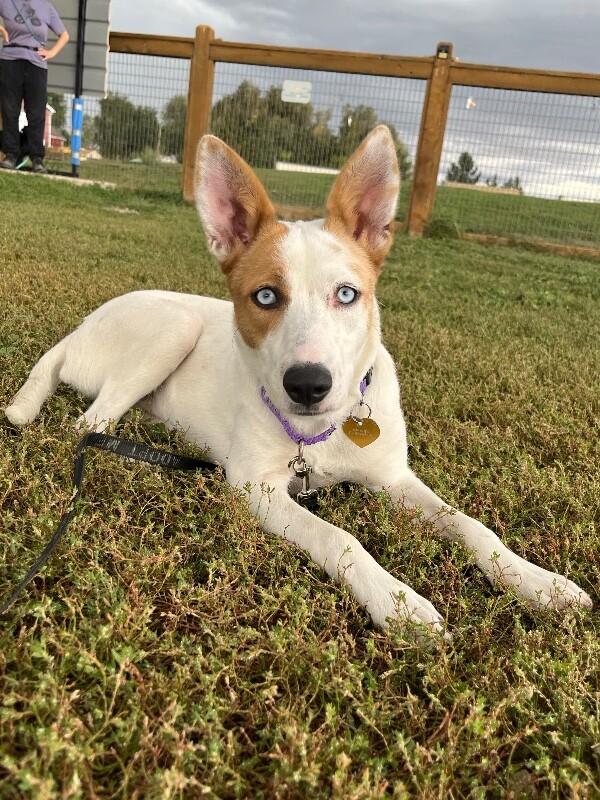 Enlarge Mipha, a Adoptable Mixed Breed in Fort Collins, CO image 3/6