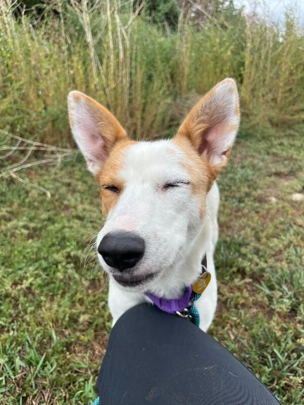 Enlarge Mipha, a Adoptable Mixed Breed in Fort Collins, CO image 4/6