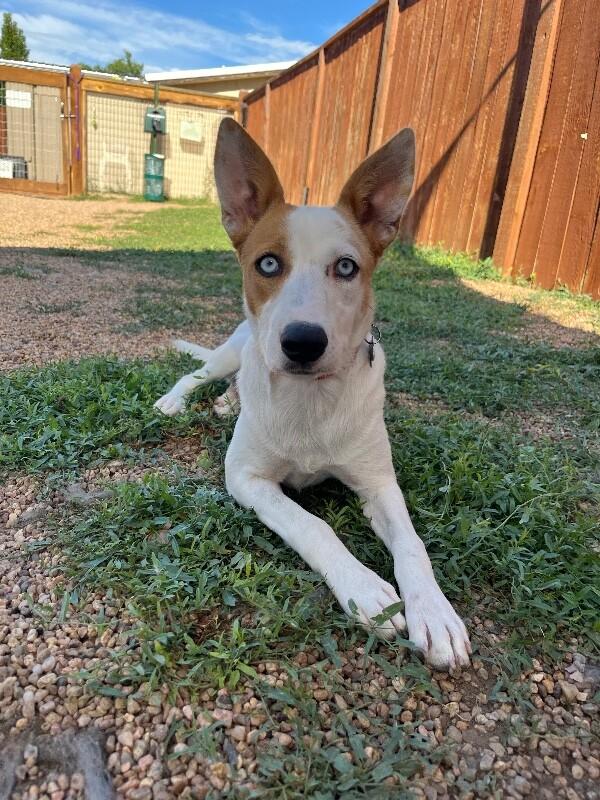 Enlarge Mipha, a Adoptable Mixed Breed in Fort Collins, CO image 5/6