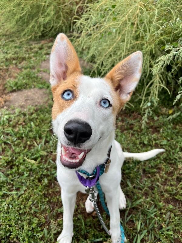 Enlarge Mipha, a Adoptable Mixed Breed in Fort Collins, CO image 6/6