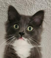 Greyson (Special Needs), Adoptable, Young Male Domestic Medium Hair.