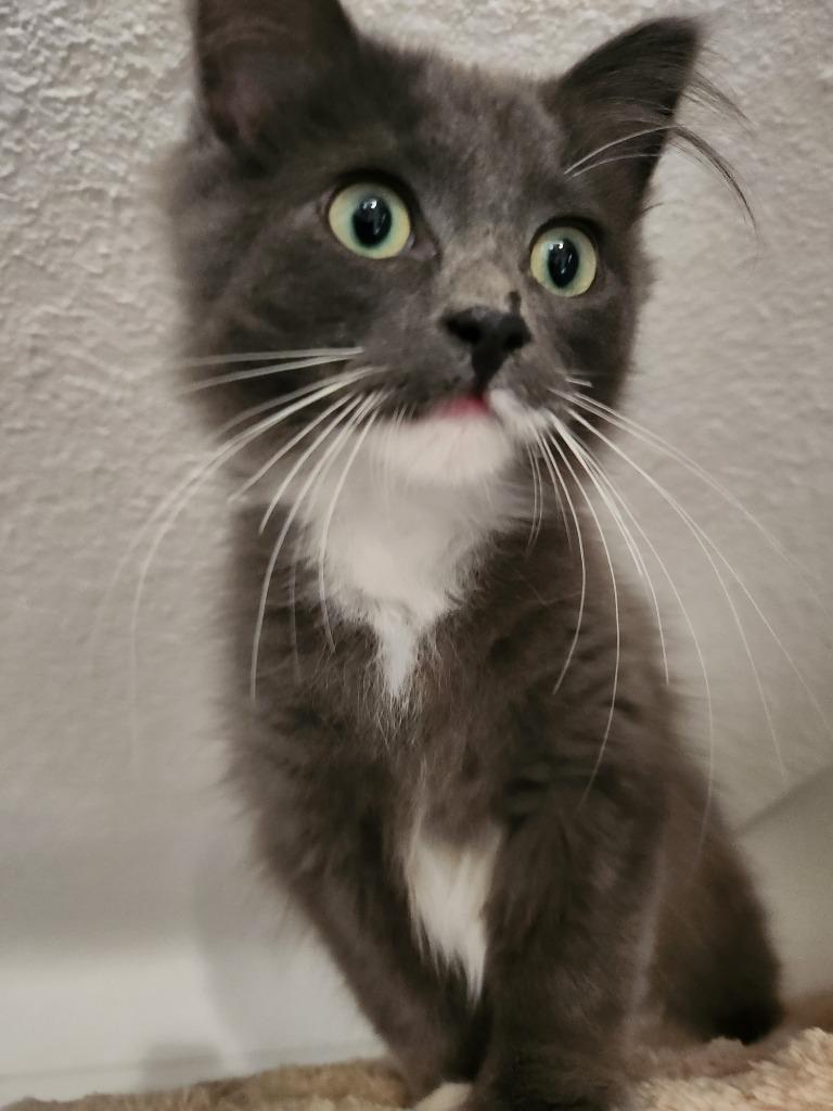 Enlarge Greyson (Special Needs), a Adoptable mixed breed in Minneapolis, MN image 3/6