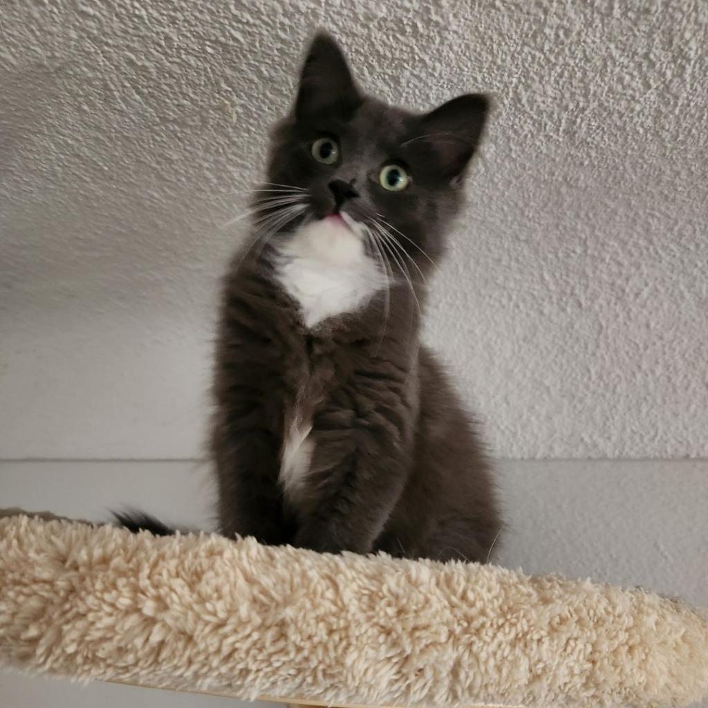 Enlarge Greyson (Special Needs), a Adoptable mixed breed in Minneapolis, MN image 4/6