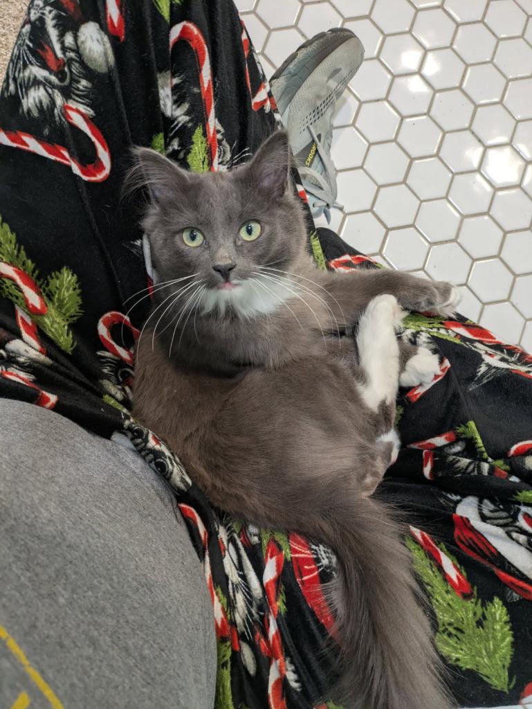 Enlarge Greyson (Special Needs), a Adoptable mixed breed in Minneapolis, MN image 6/6