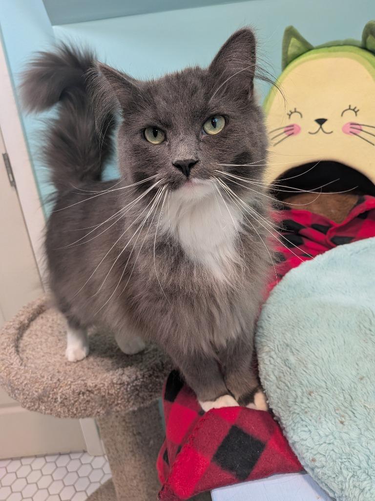 Enlarge Greyson (Special Needs), a Adoptable mixed breed in Minneapolis, MN image 1/6
