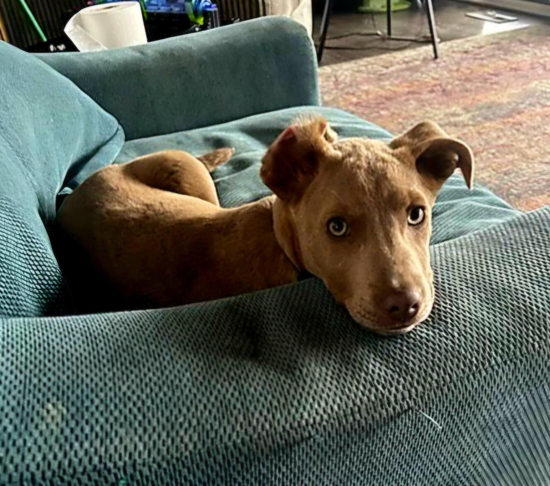 Enlarge Ember, a ADOPTABLE Pit Bull Terrier in Broken Arrow, OK image 3/3