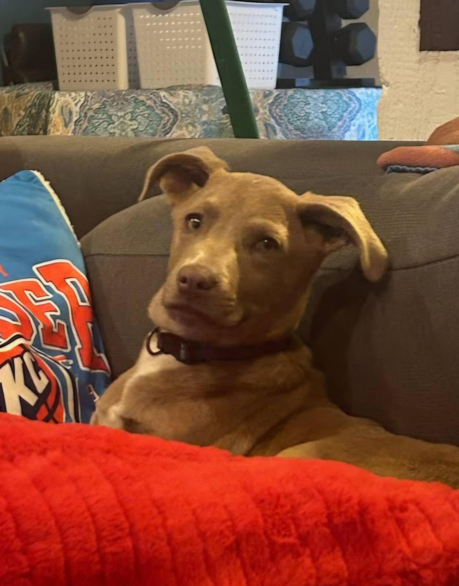 Enlarge Ember, a ADOPTABLE Pit Bull Terrier in Broken Arrow, OK image 1/3