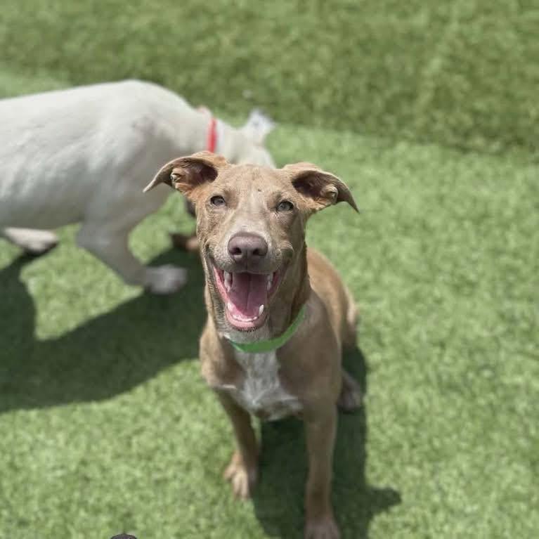 Ember, a ADOPTABLE Pit Bull Terrier in Broken Arrow, OK image 2/4