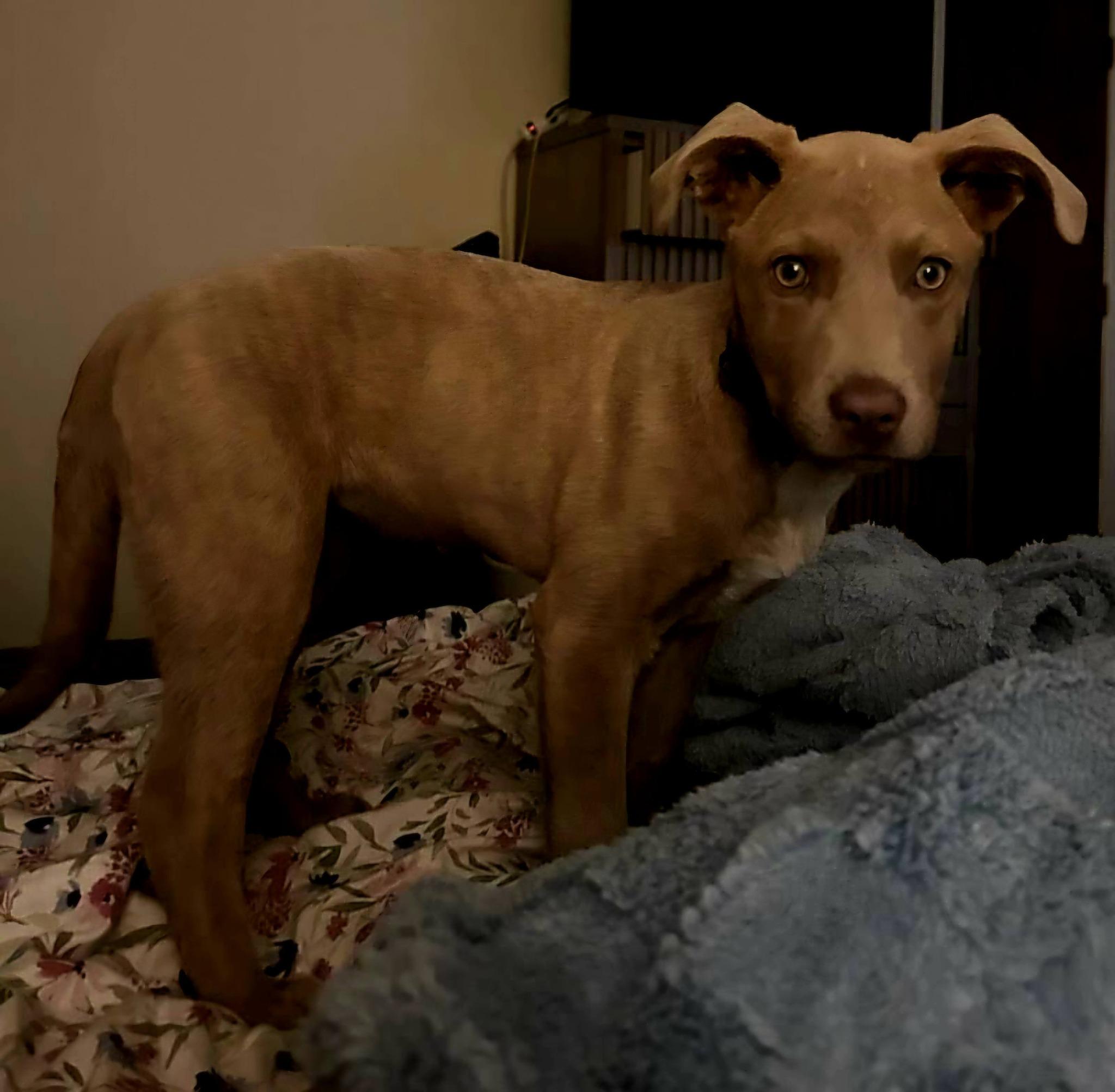 Enlarge Ember, a ADOPTABLE Pit Bull Terrier in Broken Arrow, OK image 2/3