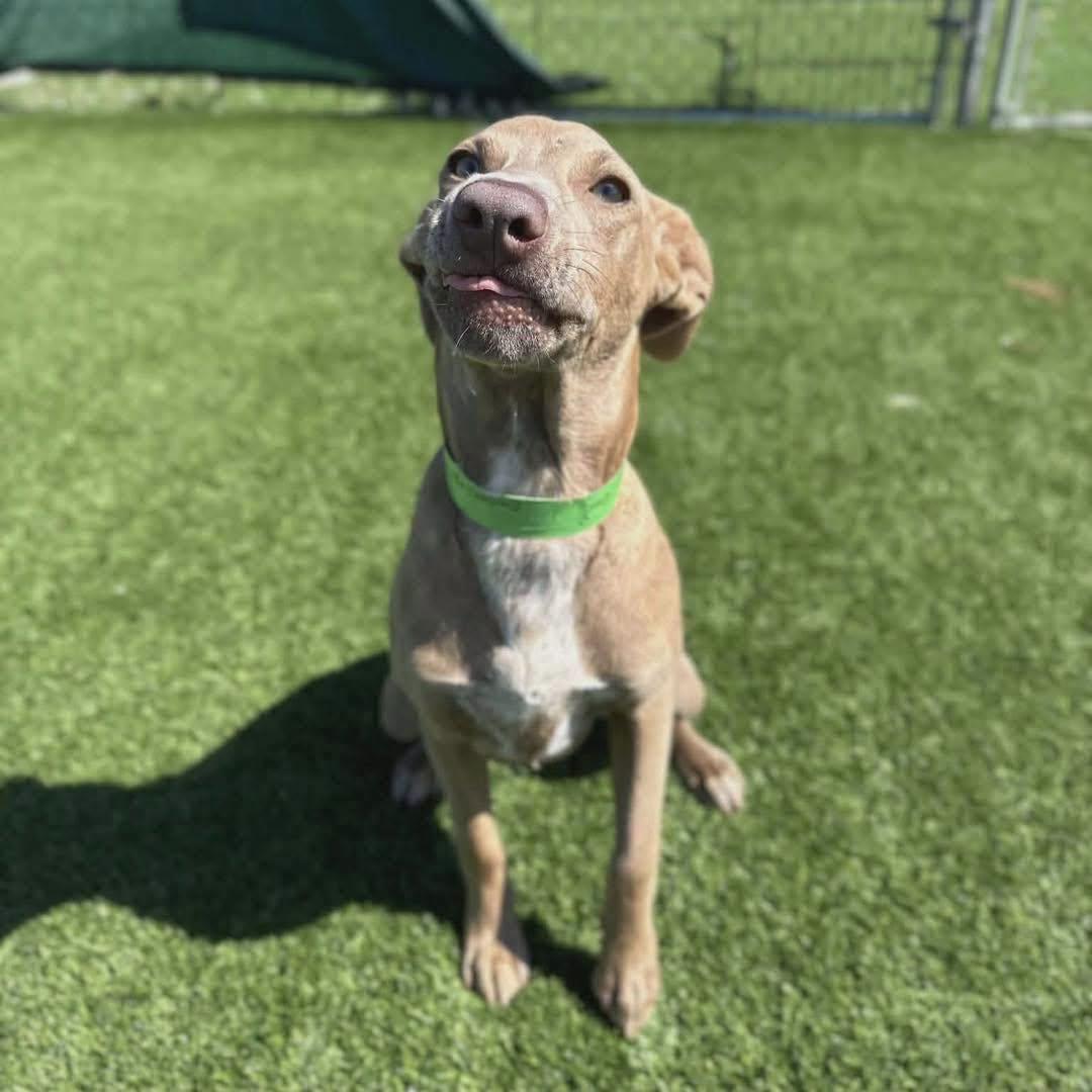 Ember, a ADOPTABLE Pit Bull Terrier in Broken Arrow, OK image 3/4
