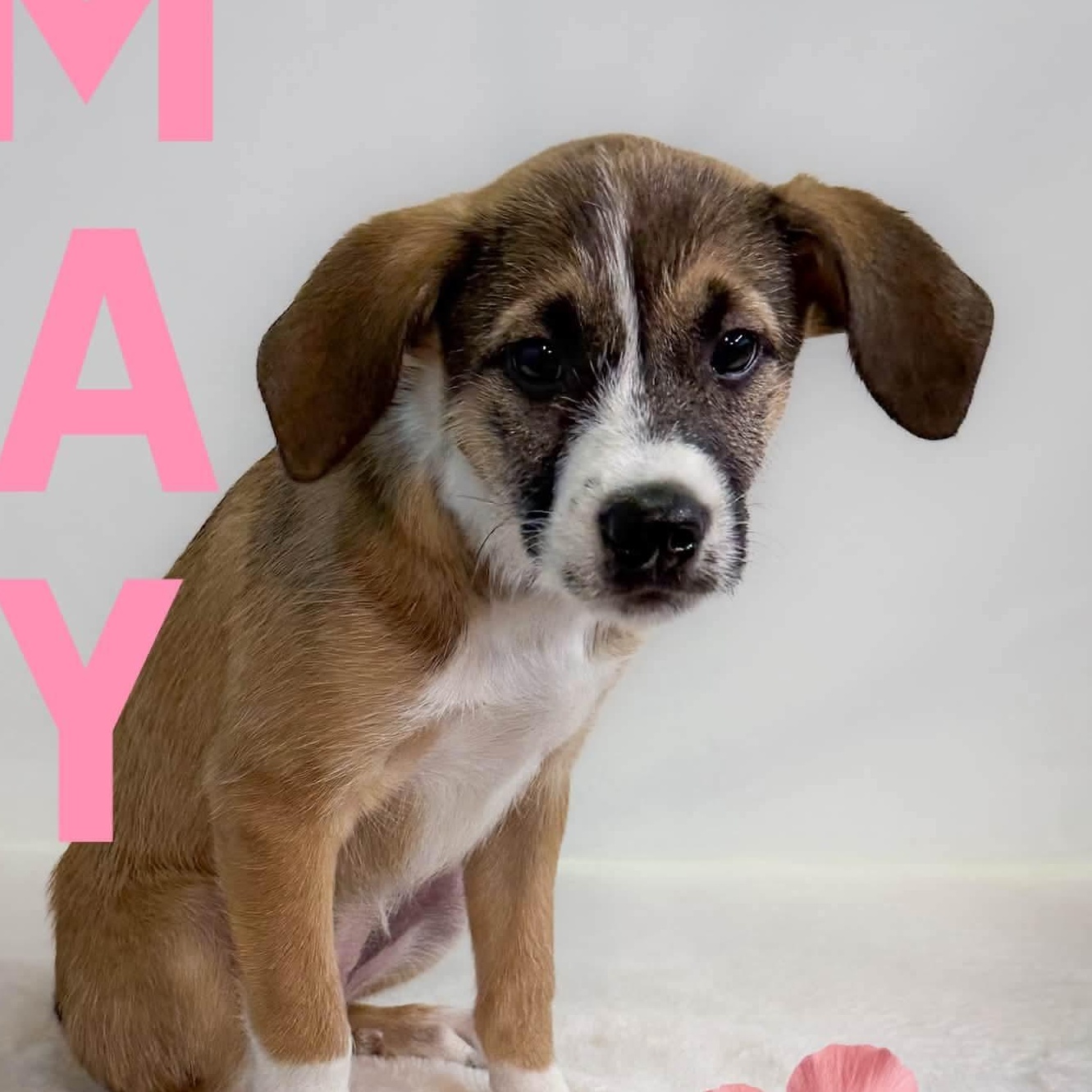 May, a ADOPTABLE mixed breed in West Haven, CT image 2/2