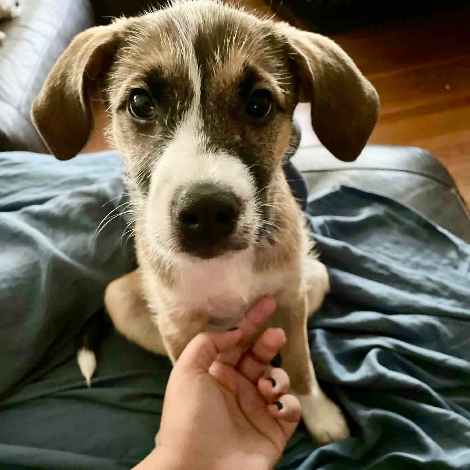 May, ADOPTABLE, Puppy Female Wirehaired Terrier.