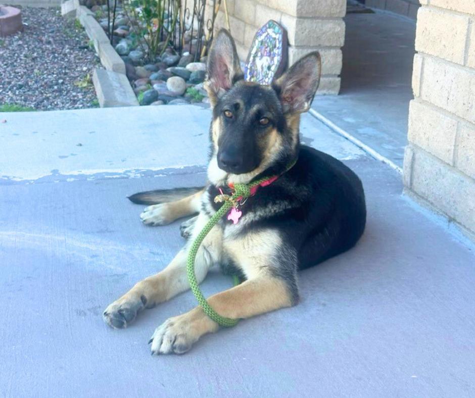 Hope, an adopted mixed breed in Tempe, AZ image 1/4