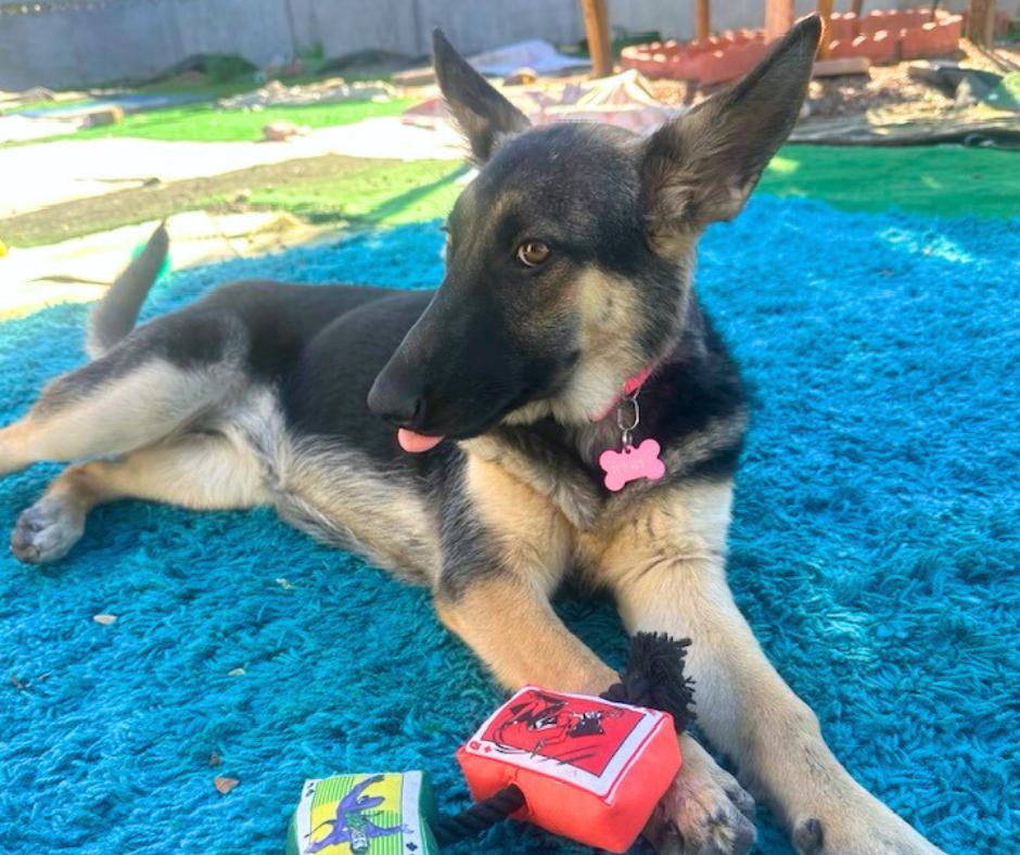 Hope, an adopted mixed breed in Tempe, AZ image 4/4