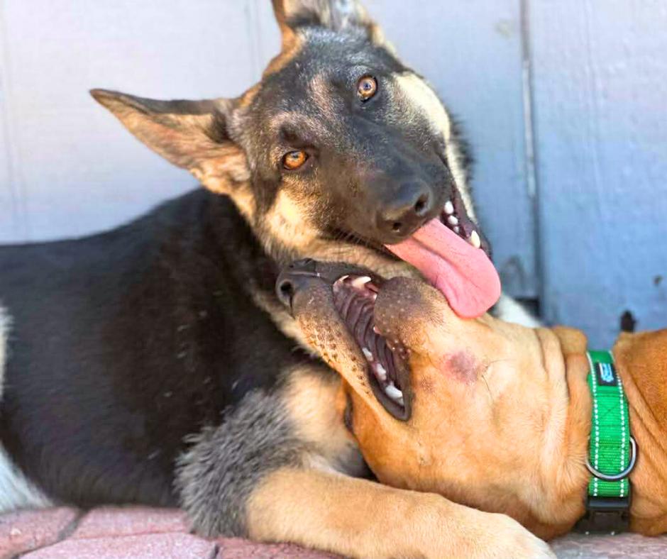 Hope, an adopted mixed breed in Tempe, AZ image 3/4