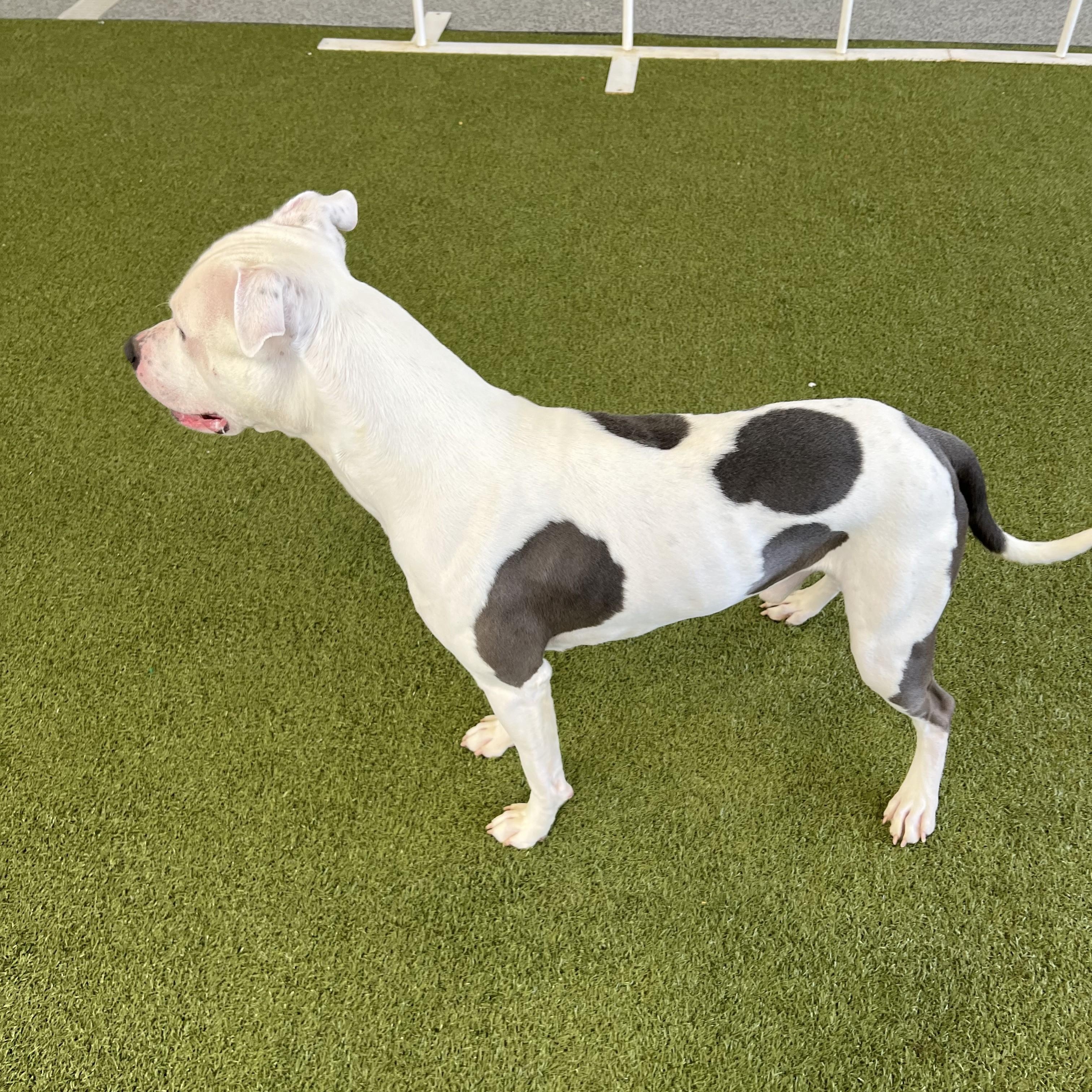 Enlarge Neptune- Long Timer Special!, an adoptable Pit Bull Terrier in Cedar Rapids, IA image 6/6