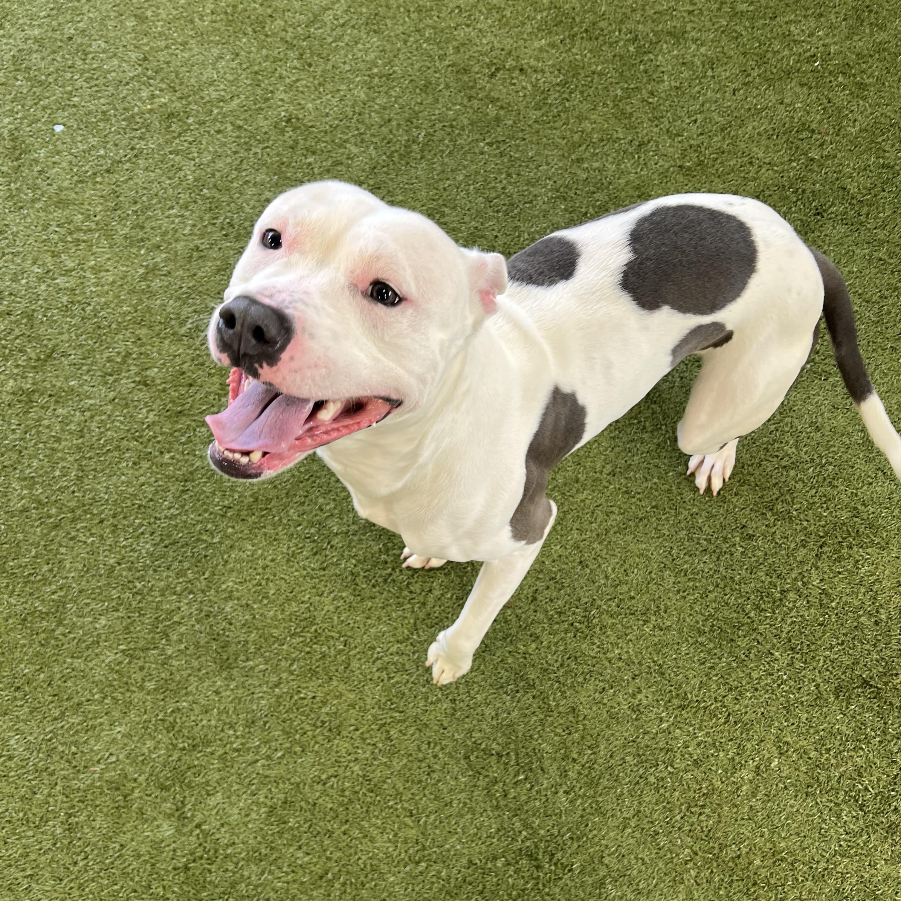 Enlarge Neptune- Long Timer Special!, an adoptable Pit Bull Terrier in Cedar Rapids, IA image 4/6
