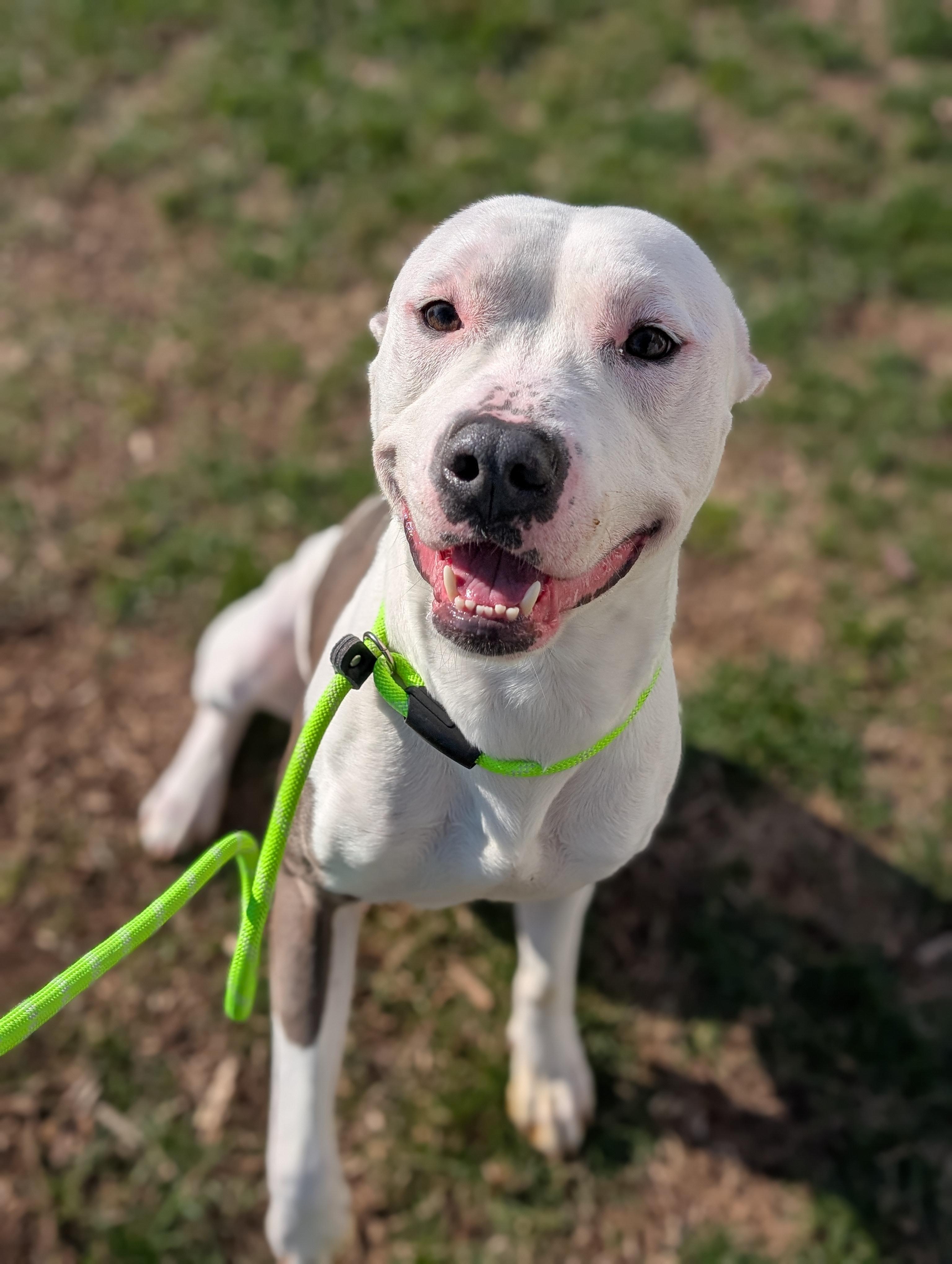 Neptune- Long Timer Special!, adoptable, Adult Male Pit Bull Terrier.