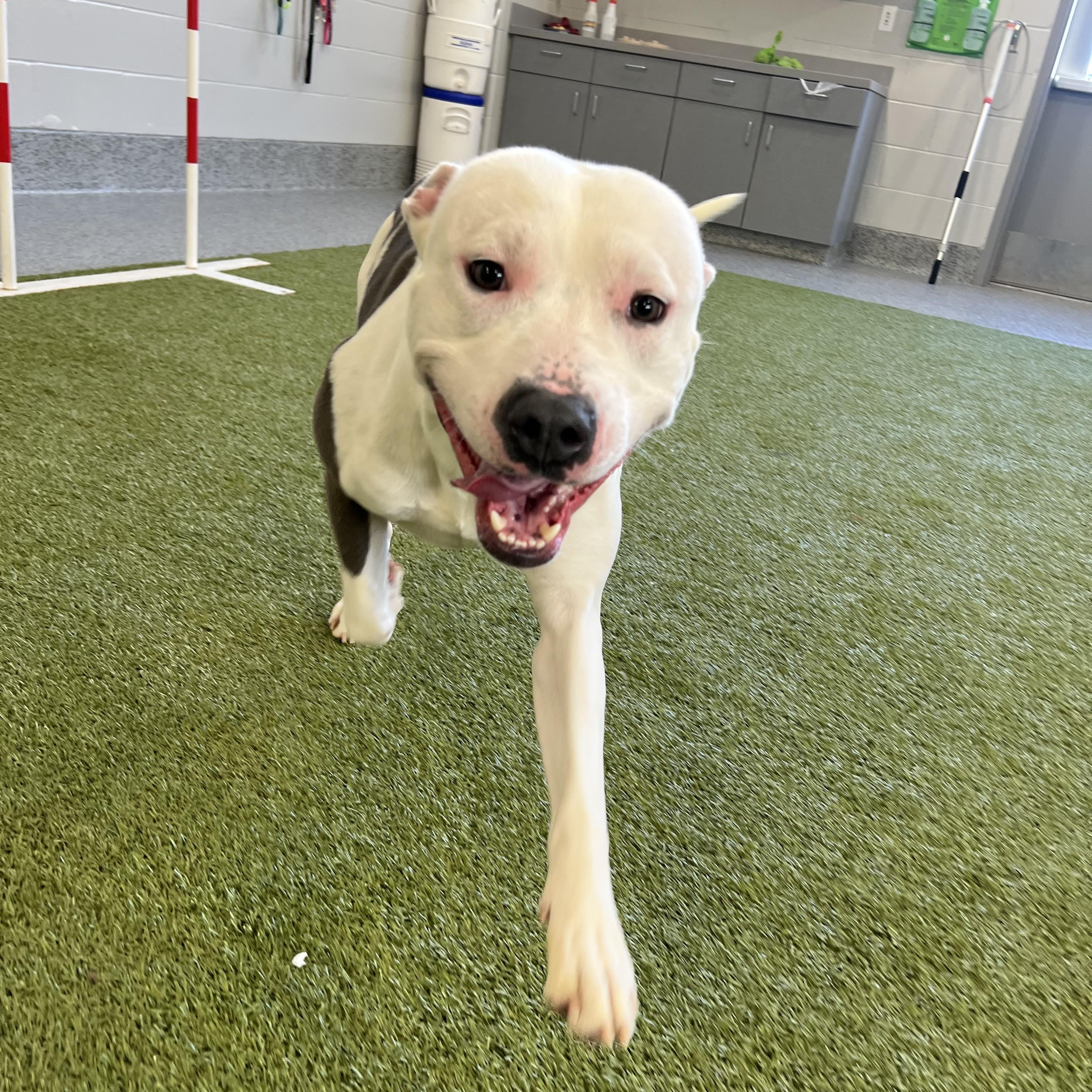 Enlarge Neptune- Long Timer Special!, an adoptable Pit Bull Terrier in Cedar Rapids, IA image 2/6