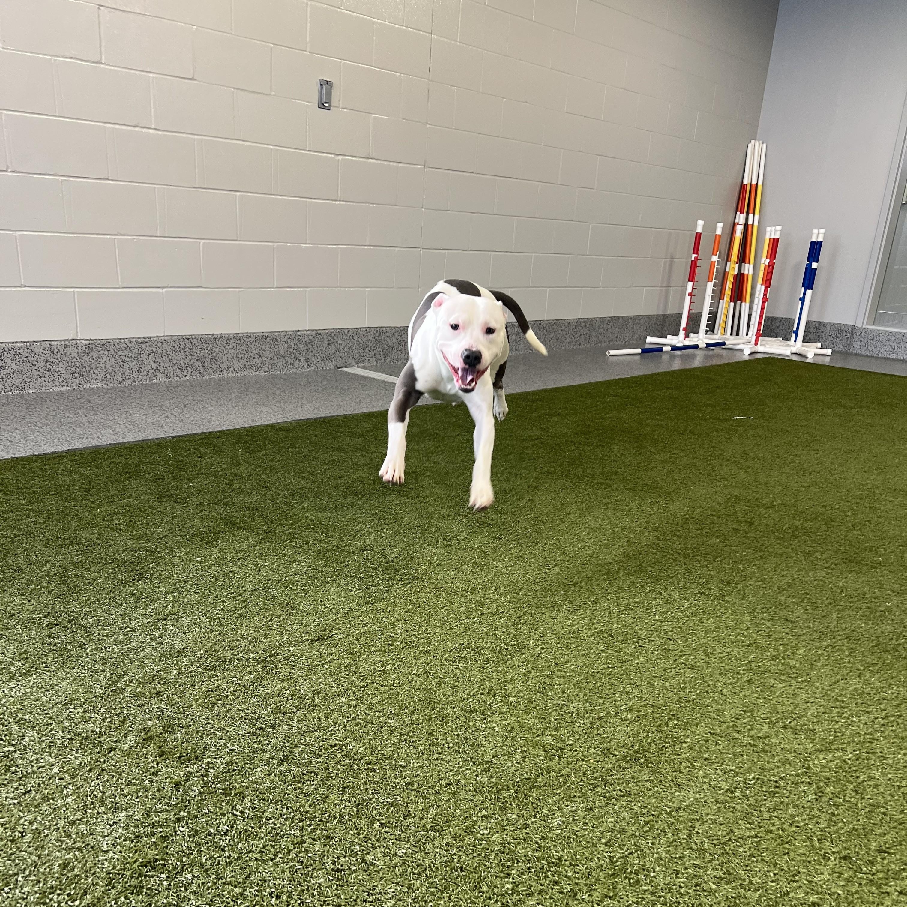 Enlarge Neptune- Long Timer Special!, an adoptable Pit Bull Terrier in Cedar Rapids, IA image 5/6