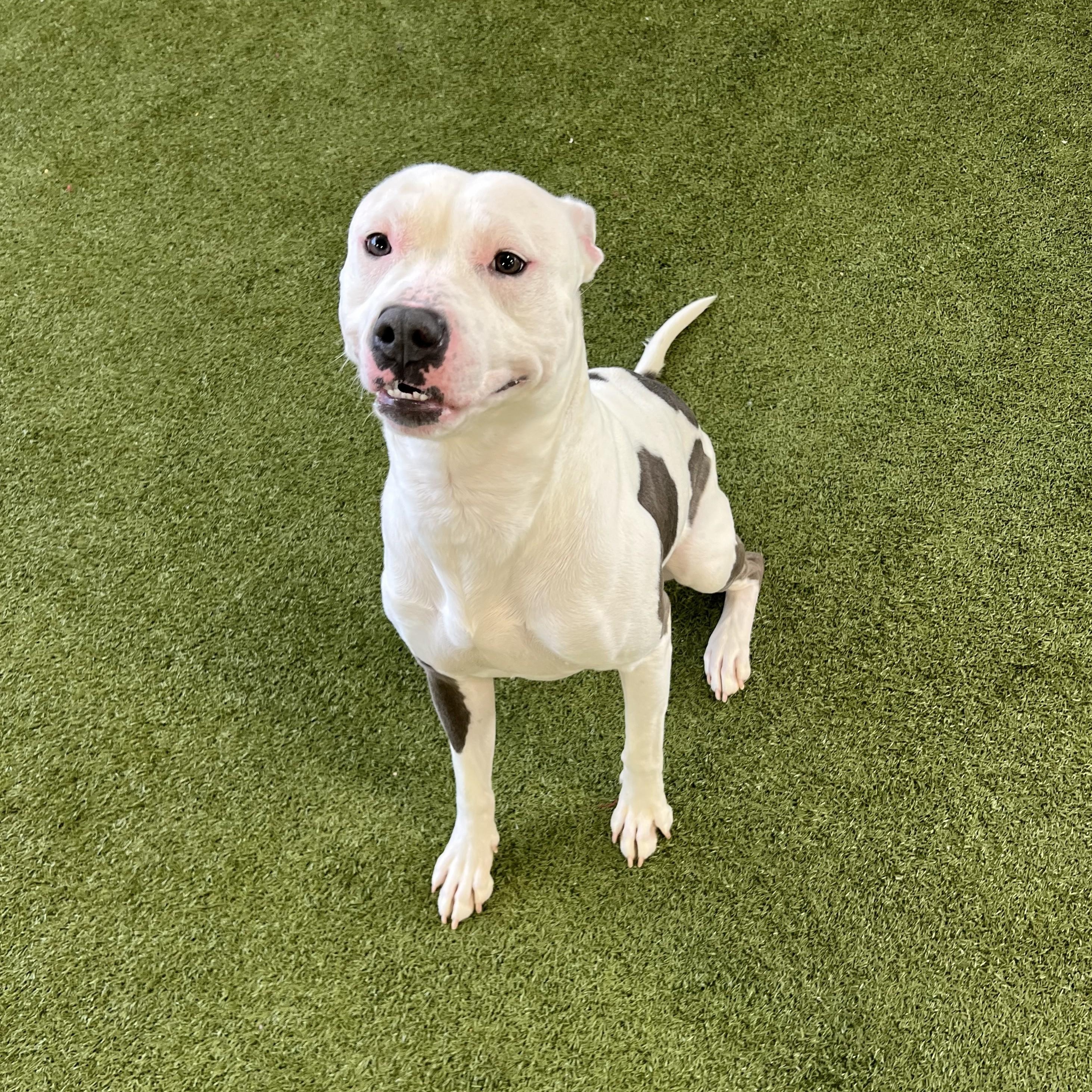 Enlarge Neptune- Long Timer Special!, an adoptable Pit Bull Terrier in Cedar Rapids, IA image 3/6