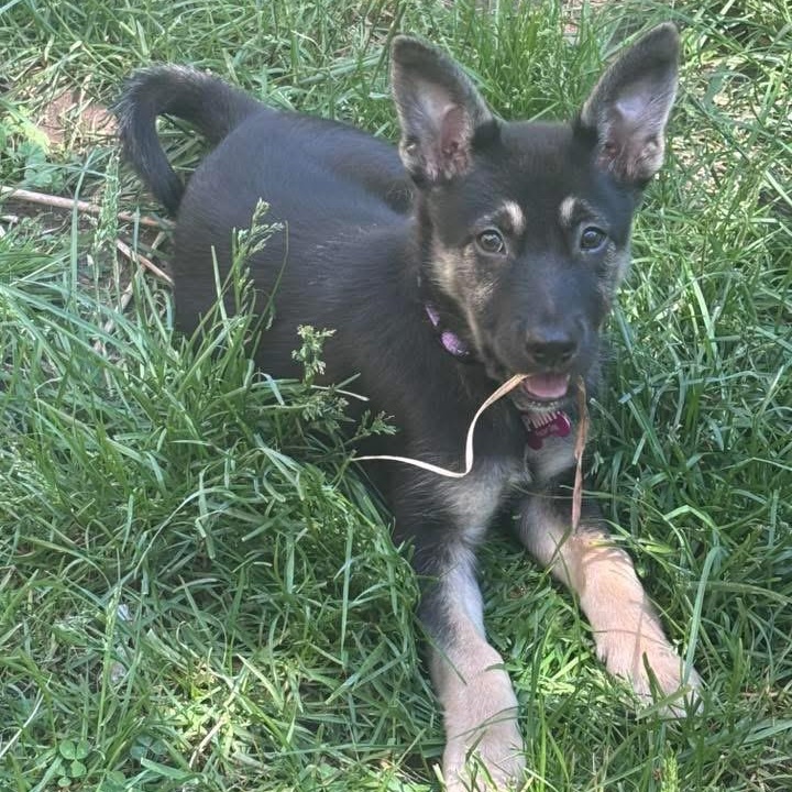 Eva, an adopted mixed breed in Rochester, NY image 4/4
