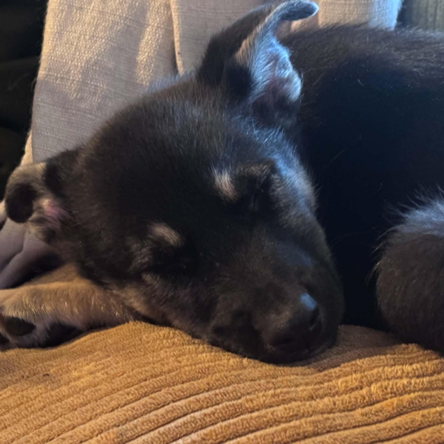 Eva, an adopted mixed breed in Rochester, NY image 2/4