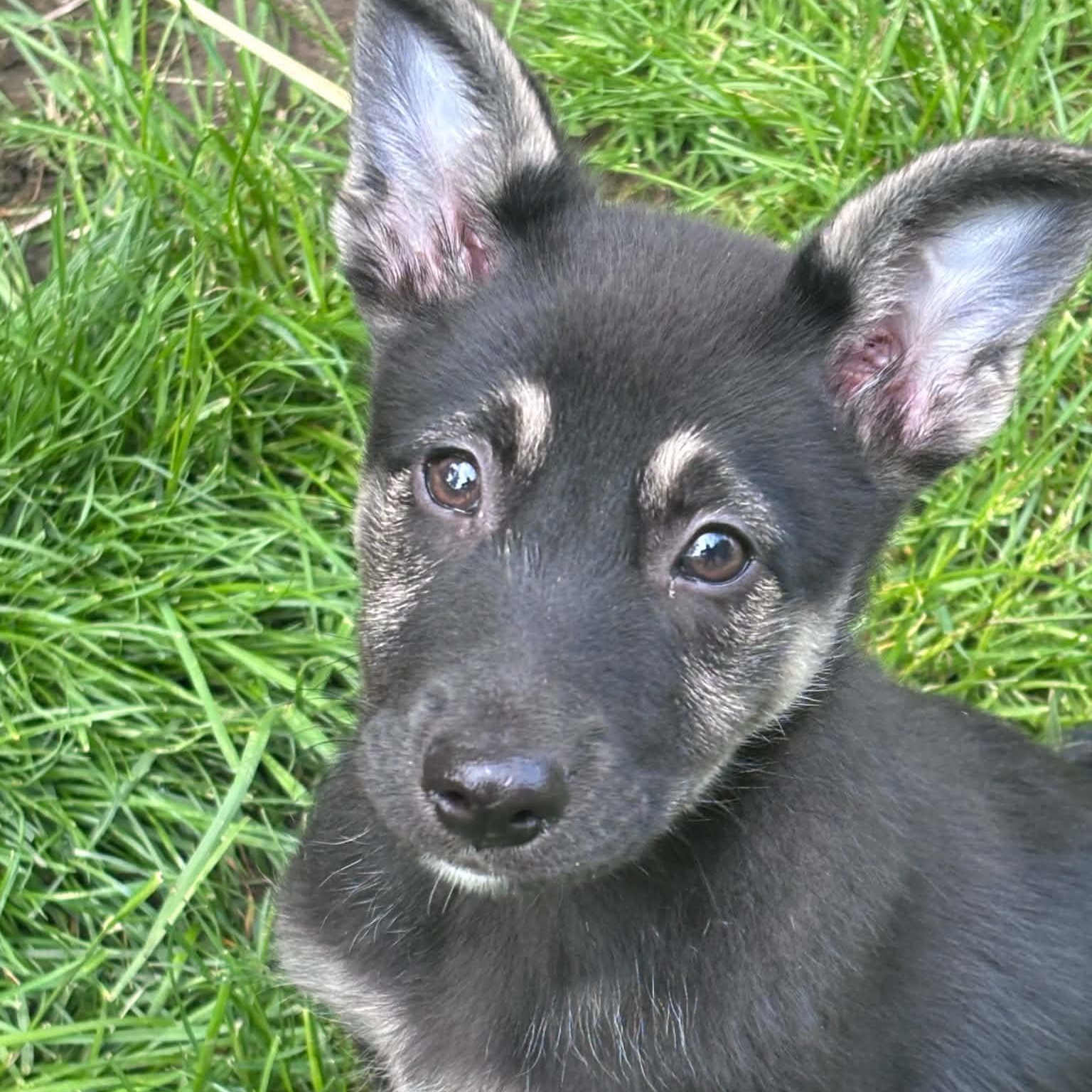 Eva, an adopted mixed breed in Rochester, NY image 1/4