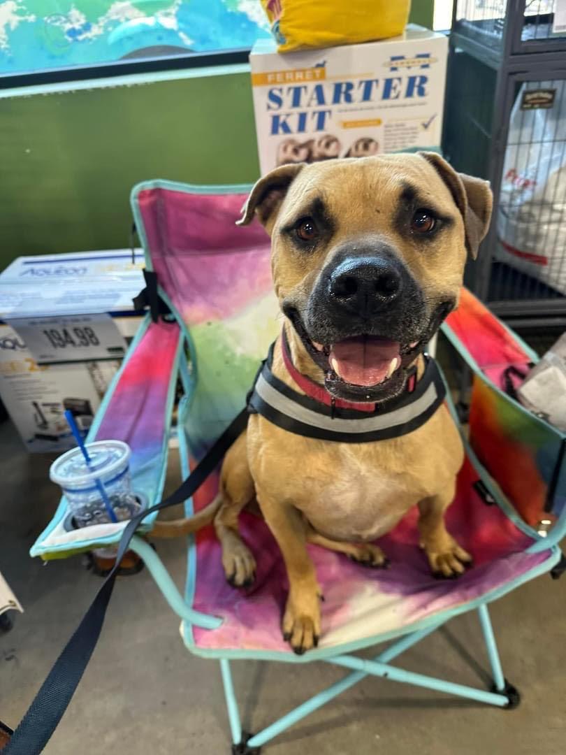 WESLEY-Wonderfully Sweet, Adoptable, Adult Male Black Mouth Cur & Pit Bull Terrier.
