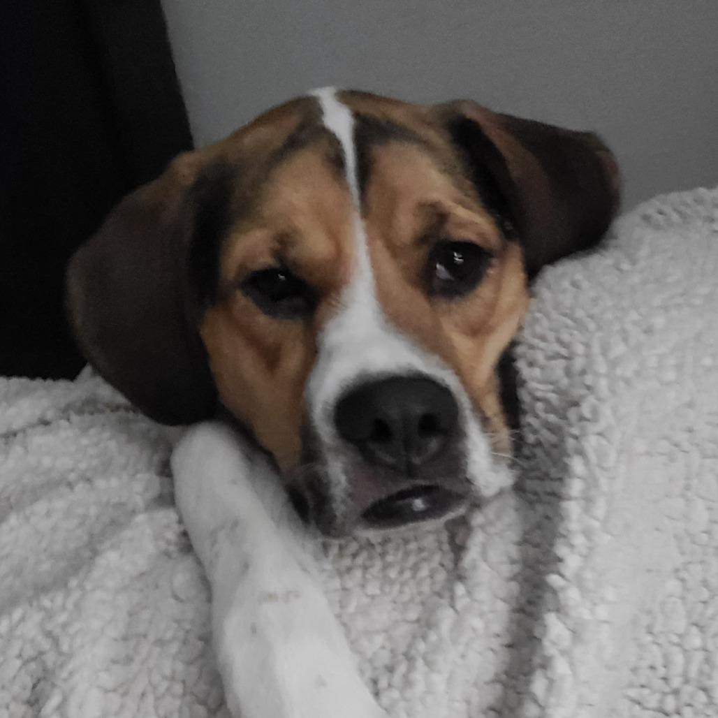 Enlarge Maggie Mae, a Adoptable Mixed Breed in Saint Cloud, MN image 1/6