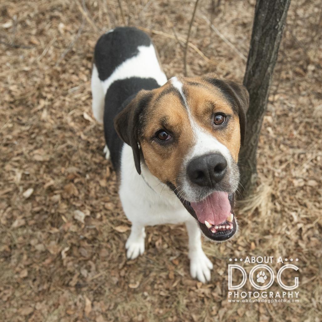 Enlarge Maggie Mae, a Adoptable Mixed Breed in Saint Cloud, MN image 2/6