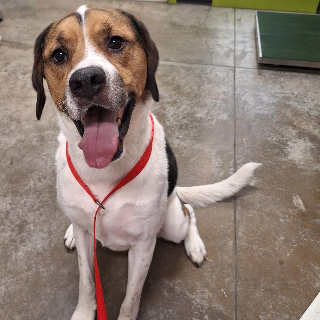 Enlarge Maggie Mae, a Adoptable Mixed Breed in Saint Cloud, MN image 3/6