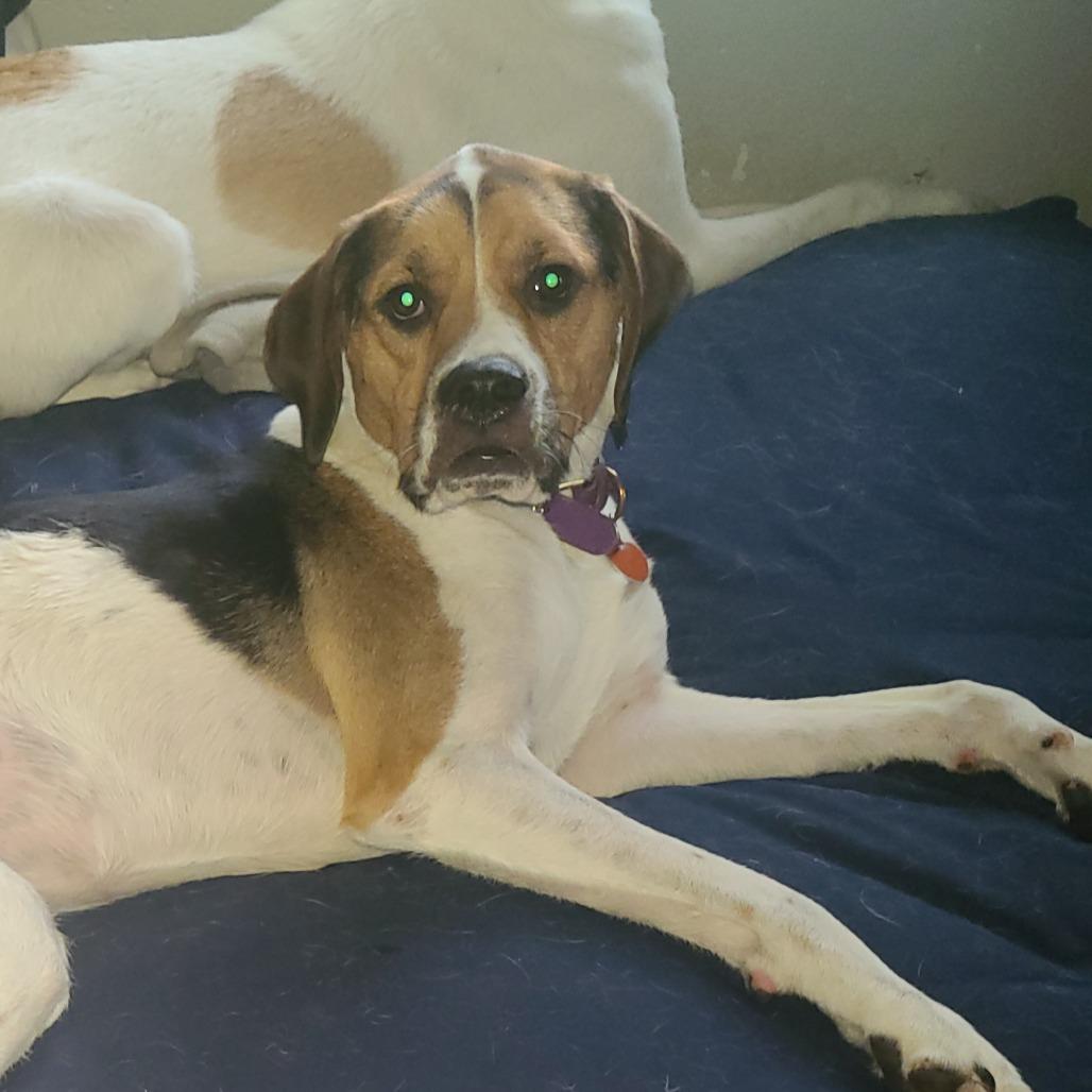 Enlarge Maggie Mae, a Adoptable Mixed Breed in Saint Cloud, MN image 4/6