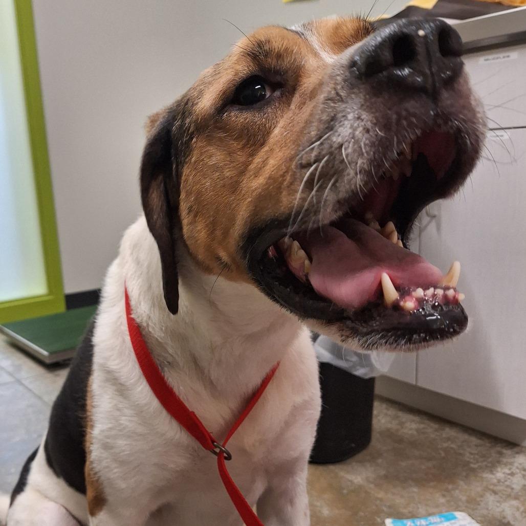 Enlarge Maggie Mae, a Adoptable Mixed Breed in Saint Cloud, MN image 6/6