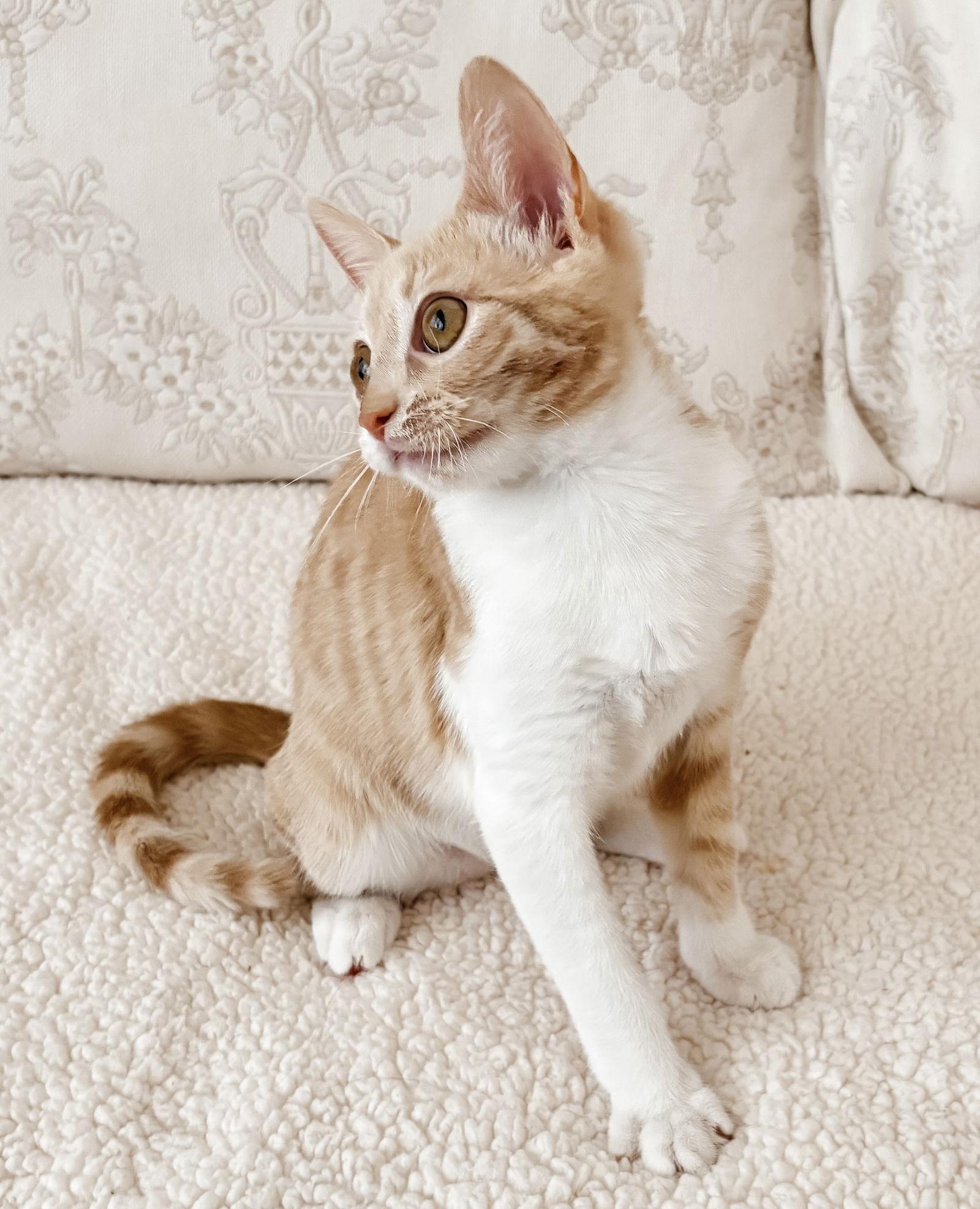 Baby Bella, Adopted, Kitten Female Tabby & Tiger.