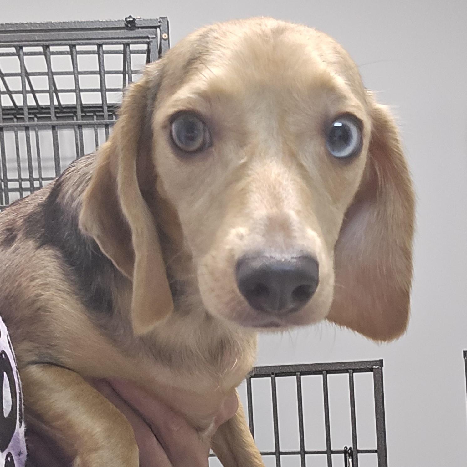 Pear, Adopted, Young Female Beagle.