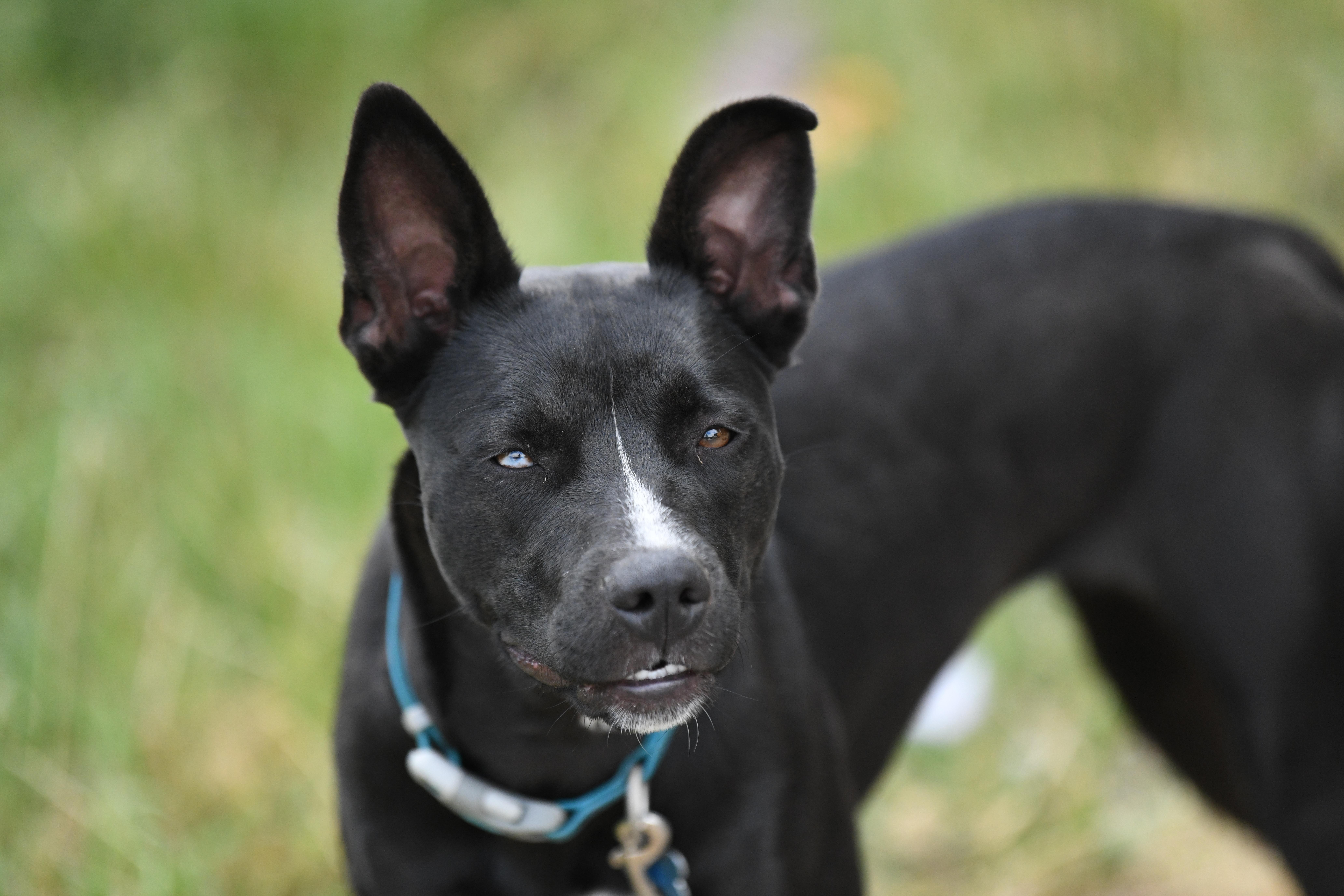 Skye, Adoptable, Young Female Pit Bull Terrier & Siberian Husky.