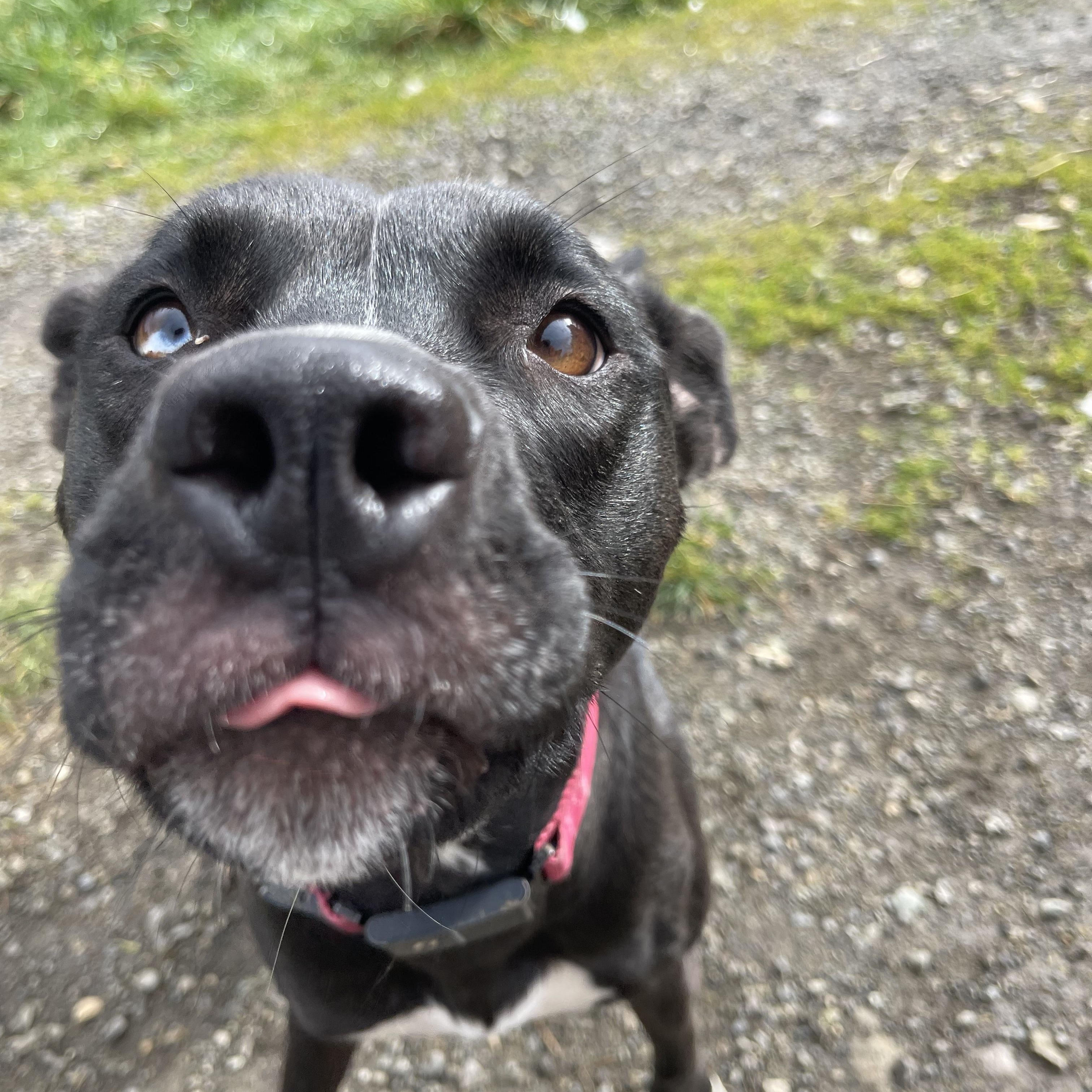 Enlarge Skye, a Adoptable mixed breed in Oakville, WA image 6/6