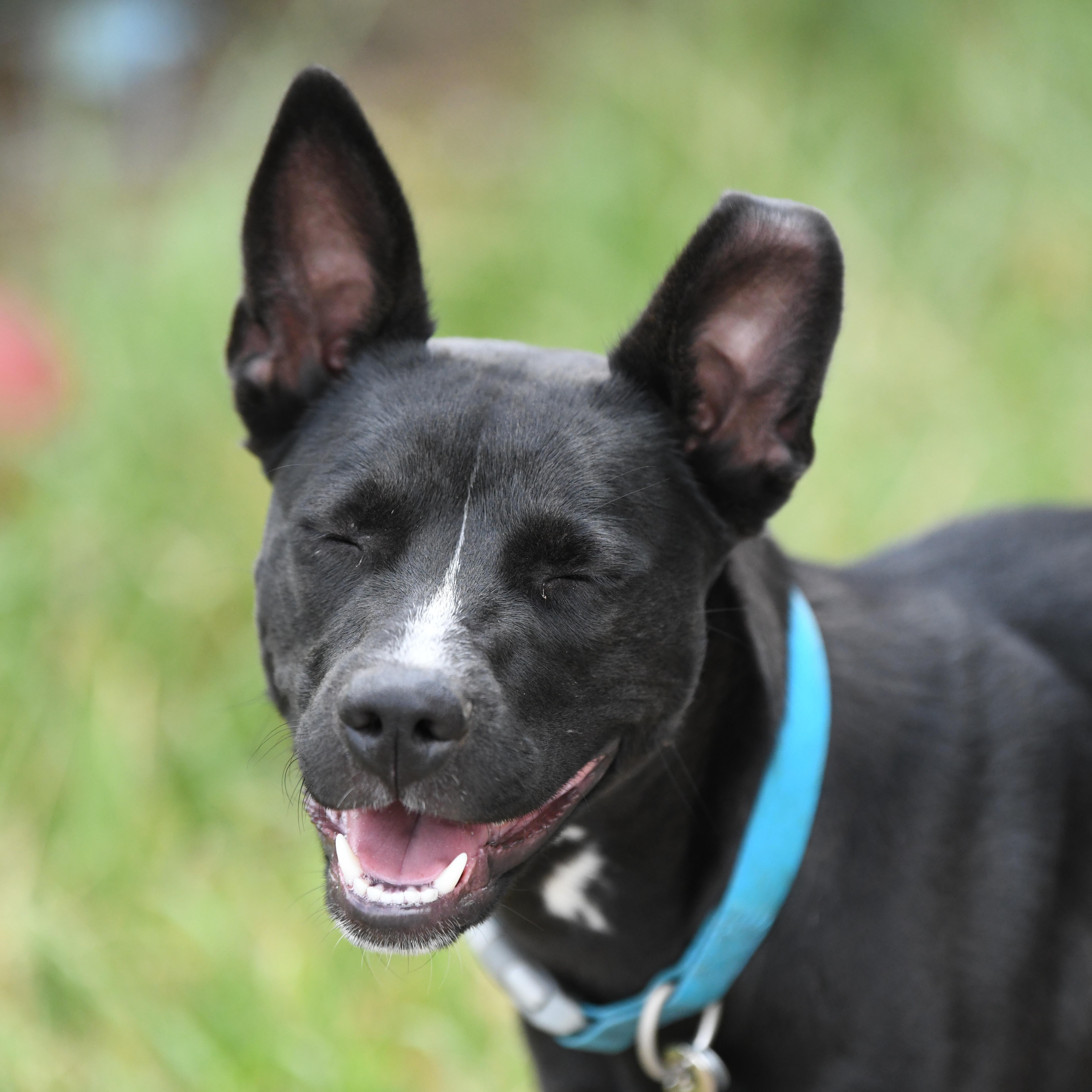 Skye, a Adoptable mixed breed in Oakville, WA image 4/6
