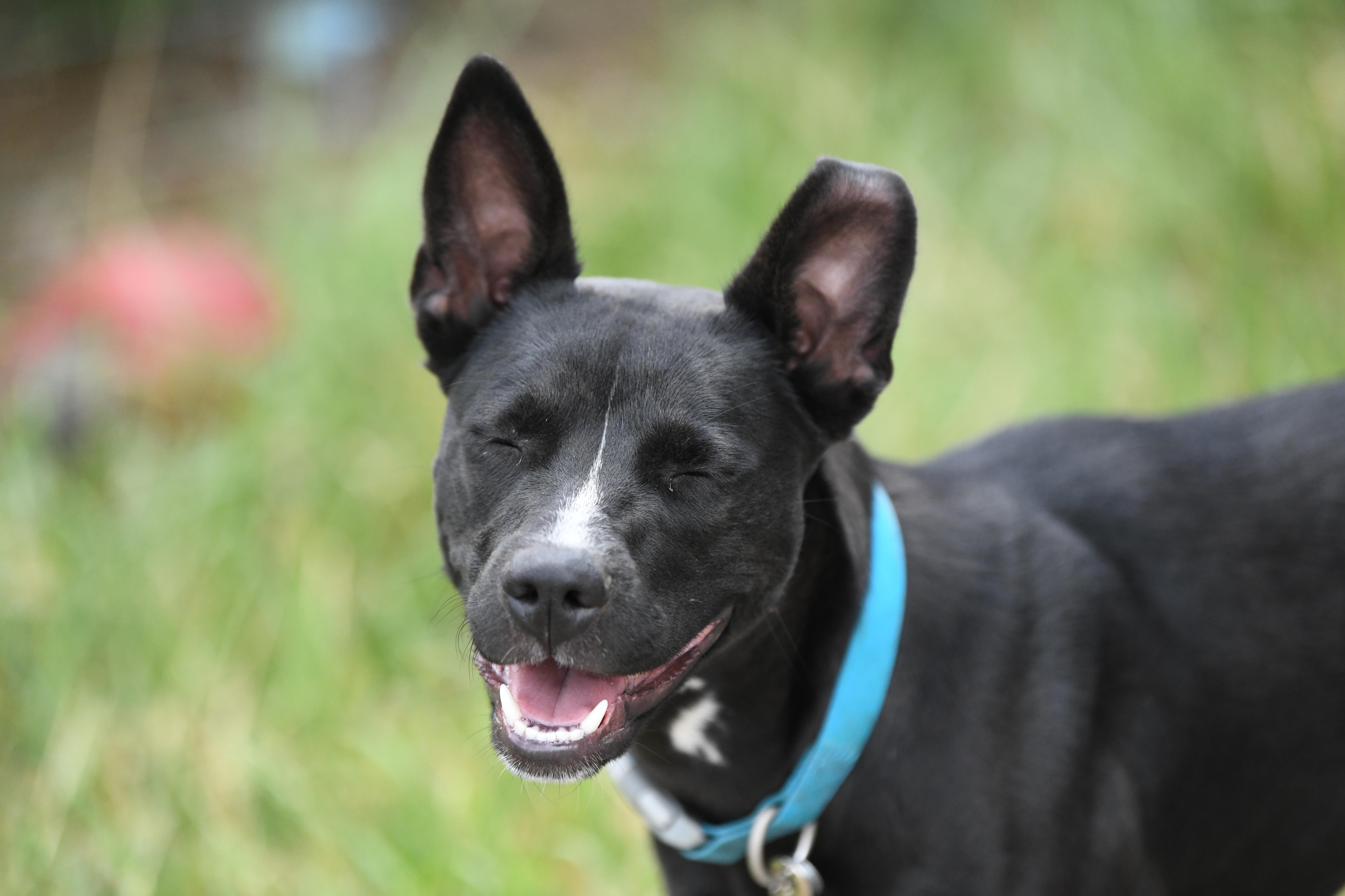 Skye, a Adoptable mixed breed in Oakville, WA image 2/5