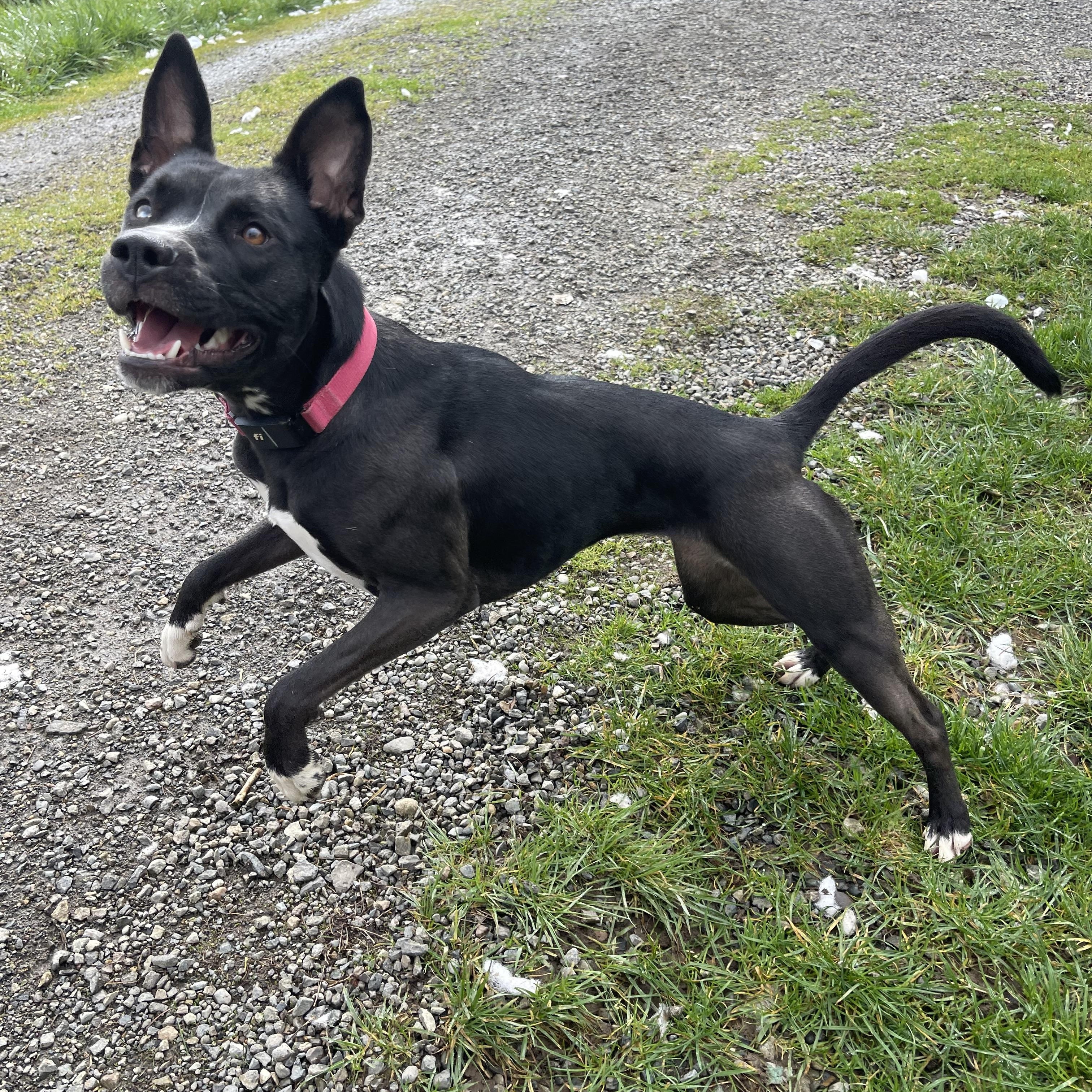 Skye, Adoptable, Young Female Pit Bull Terrier & Siberian Husky.