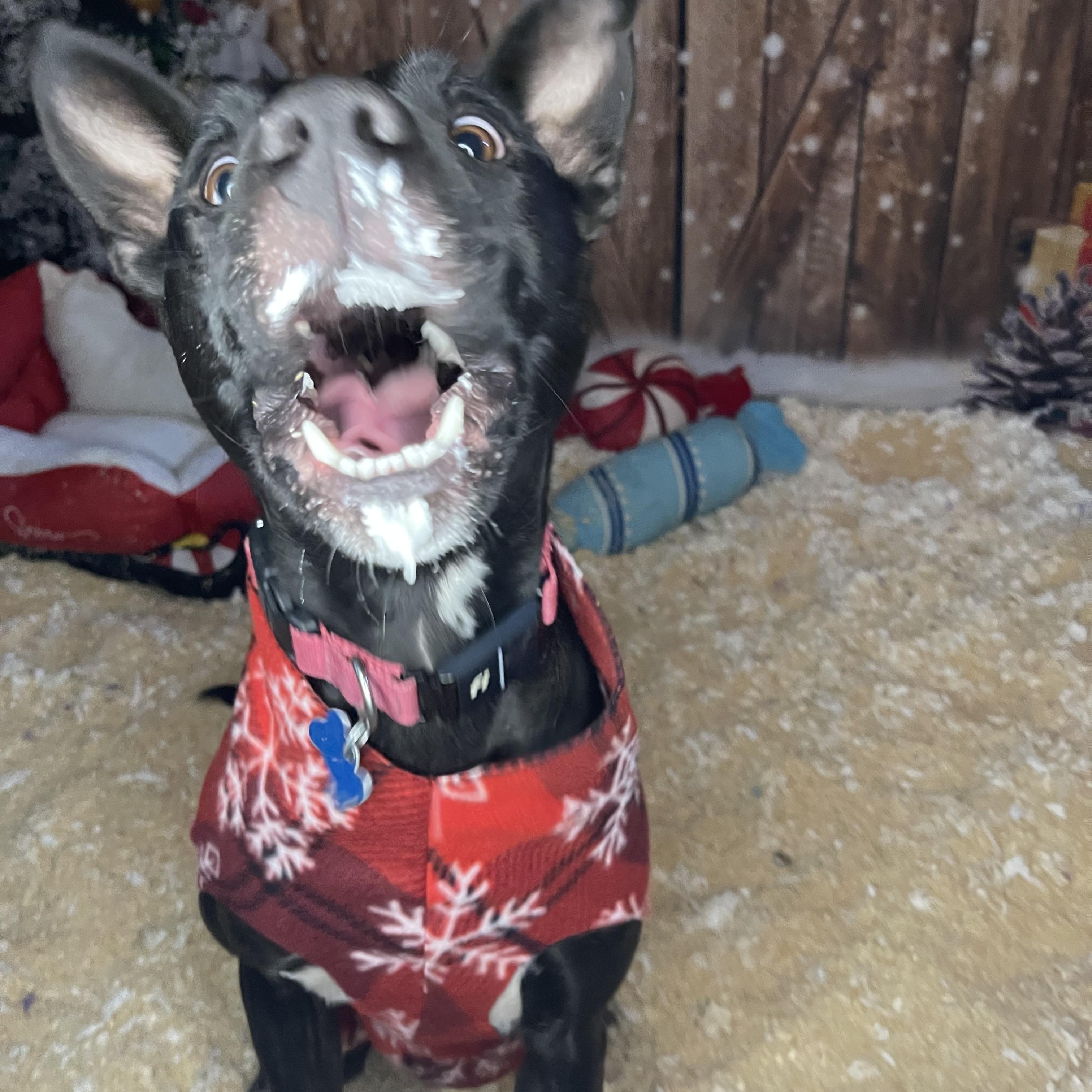 Skye, Adoptable, Young Female Pit Bull Terrier & Siberian Husky.