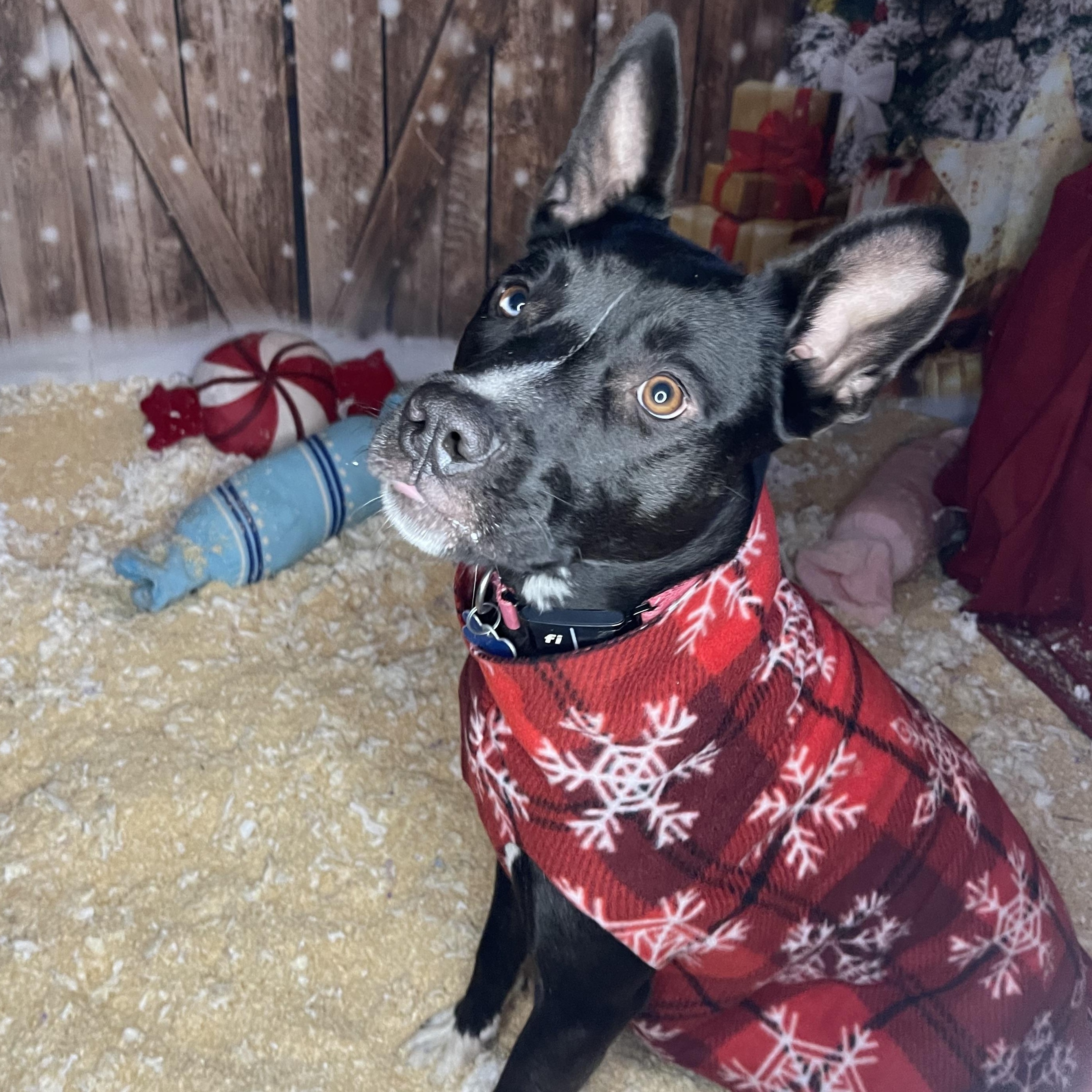 Skye, a Adoptable mixed breed in Oakville, WA image 3/6