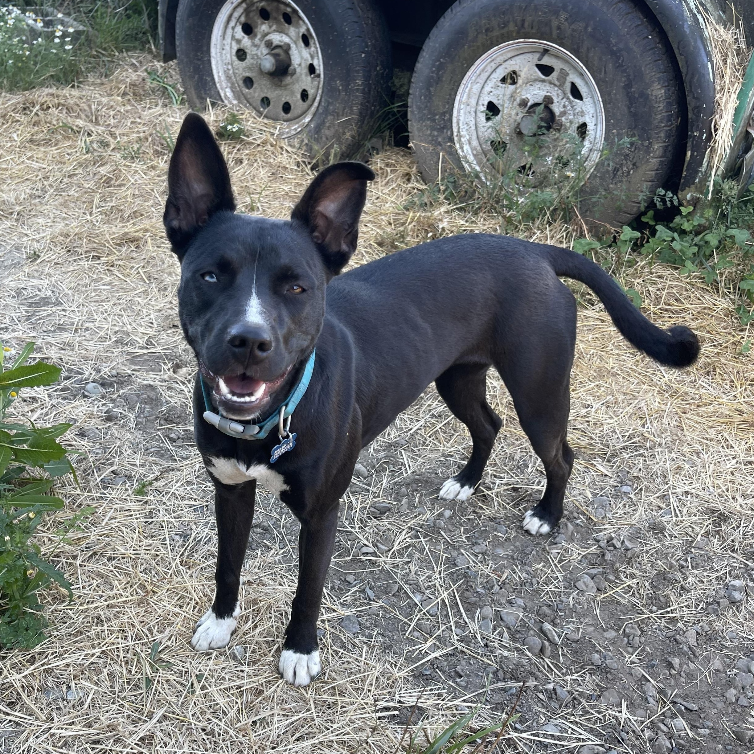 Skye, a Adoptable mixed breed in Oakville, WA image 4/5